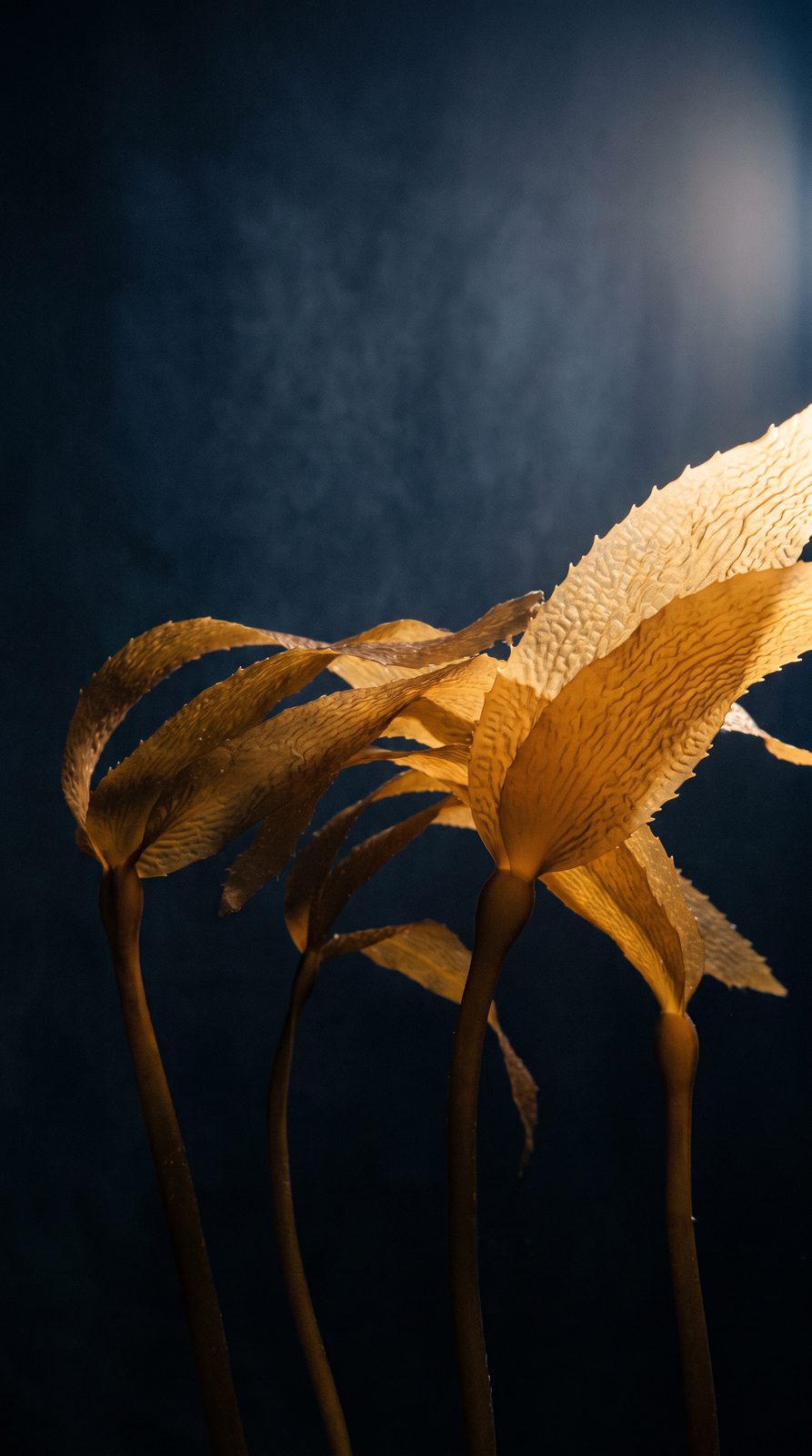 Kelp