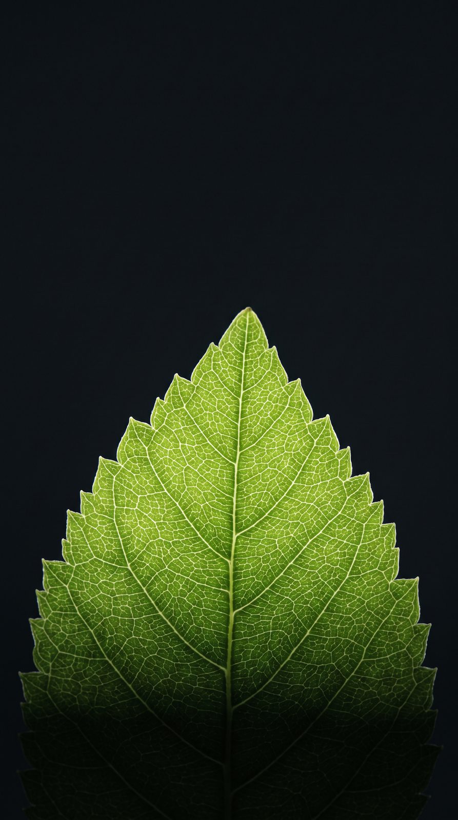 Botânica